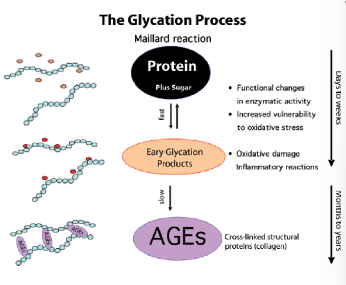 <ul><li><p><span>Hemoglobin becomes irreversibly<strong> glycated (Hb A1c)</strong>- no enzyme- </span></p><ul><li><p><span>Measure of blood glucose control over RBC lifespan (around 3 months) so we get better idea of the glucose levels</span></p></li><li><p><span>Diabetes</span></p><ul><li><p><span><em>When you eat you have glucose in the bloodstream</em></span></p></li><li><p><span><em>The glucose will attach to hemoglobin and then go into the RBC</em></span></p></li><li><p><span><em>However, diabetics have a higher percentage hemoglobin that has been glycation</em></span></p></li></ul></li></ul></li><li><p><span>HbA1c can eventually form <strong>AGE’s</strong> (advanced glycated end products)-<em>-&gt; not good</em></span></p><ul><li><p><span>Form covalent cross-links with other molecules (proteins)</span></p></li><li><p><span>Can lead to damaged kidneys, retinas, CVD, etc.</span></p></li></ul></li></ul><p></p><p>so hemoglobin—→ HbA1C—&gt; AGEs</p>
