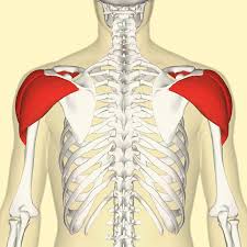 <p>Shoulder</p>