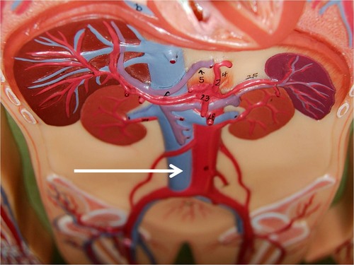 <p>Veins that empty deoxygenated blood into right atrium</p>