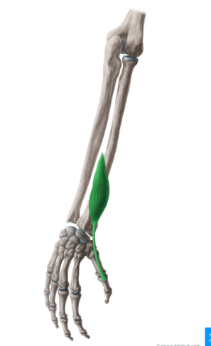 <p>What is this muscle called?</p>