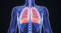 Respiratory System (Pulmonary System)