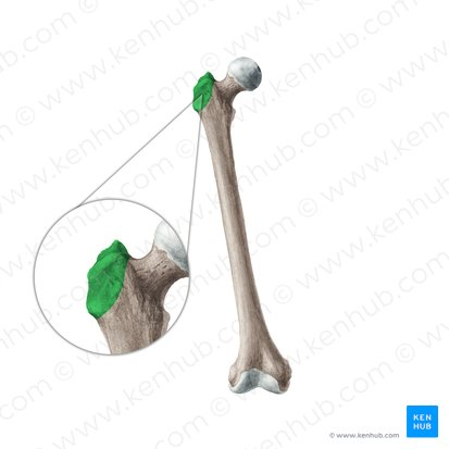 <p>A massive process found only on the femur</p>