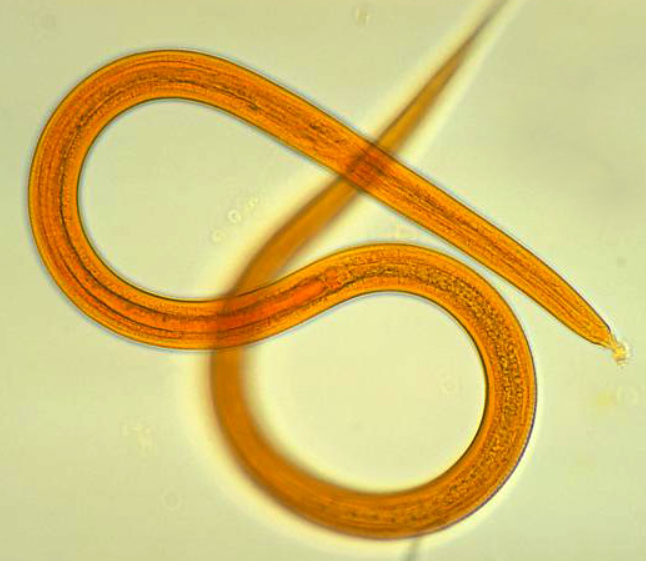 <p>What is the<strong> phylum</strong> for this specimen?</p>