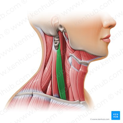 <p>What muscle is highlighted in green? Where’s it origin and insertion? Also what innervation and action does it have?</p>