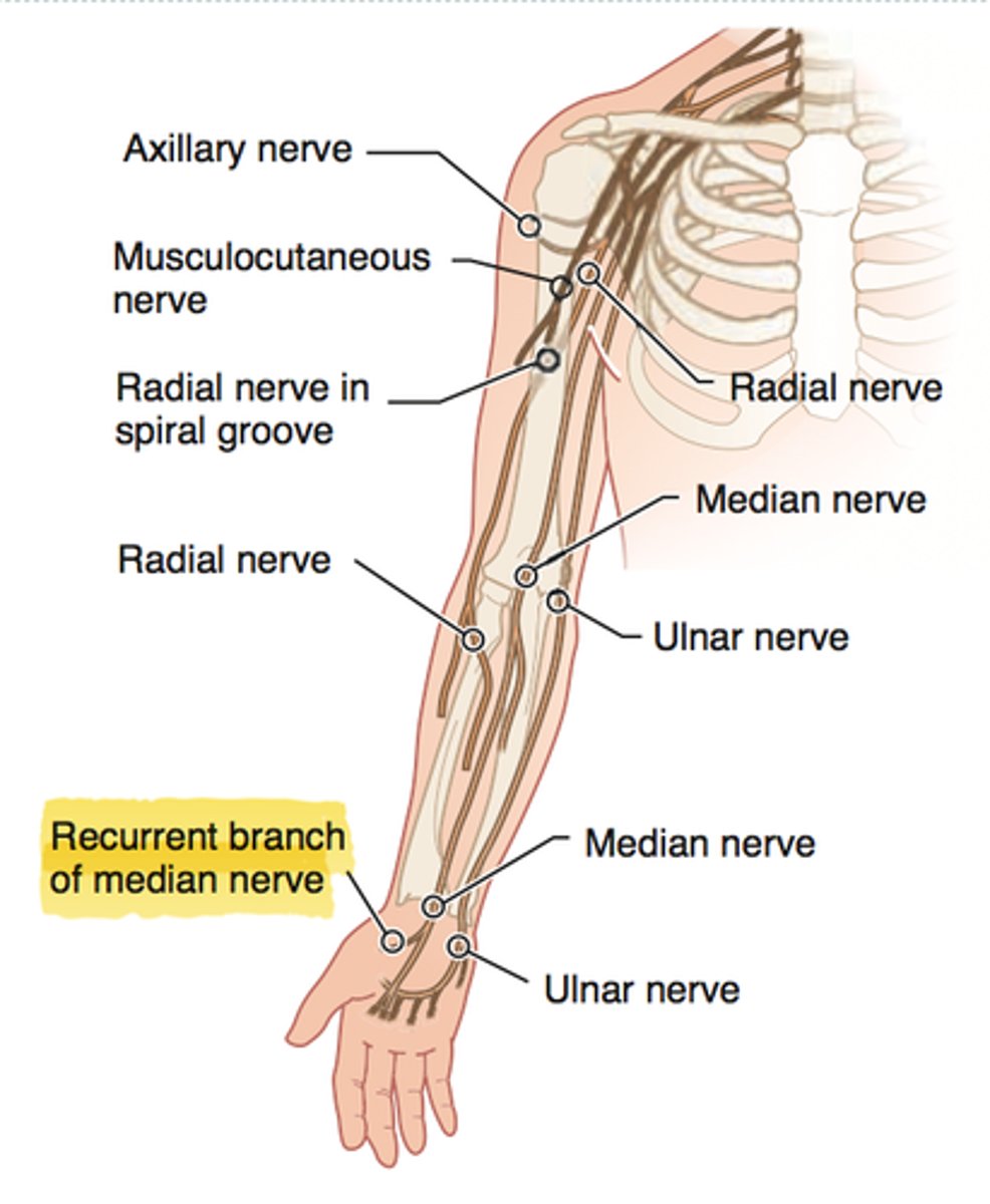 <p>Spinal Roots: C5-T1</p><p>Cause of Injury:</p><p>- superficial laceration of the palm</p><p>Presentation:</p><p>- "Ape Hand"</p><p>- loss of thenar muscle group; opposition, abduction, and flexion of the thumb</p><p>- no loss of sensation</p>
