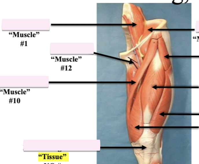 <p>Label muscle #12 </p>