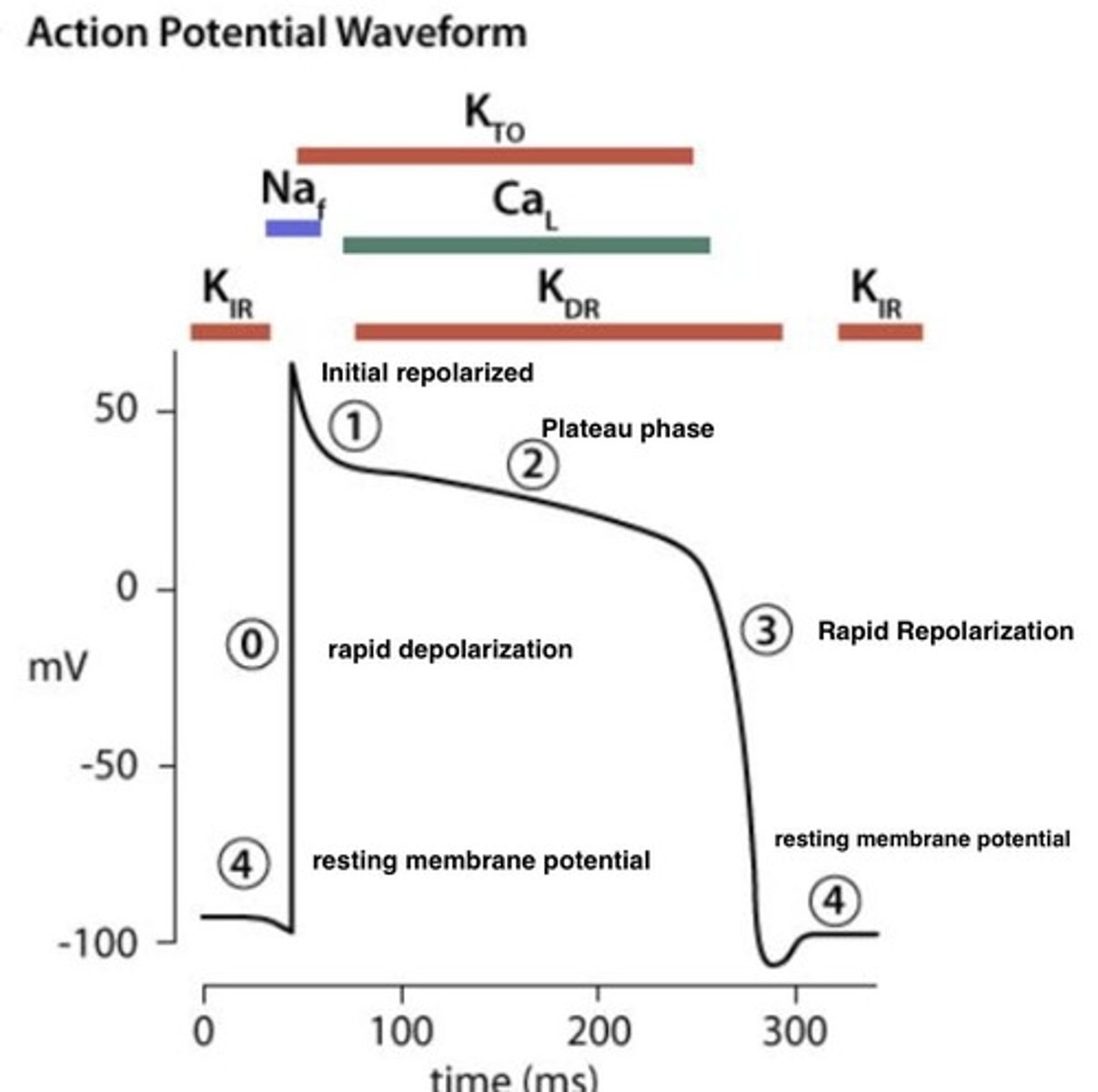 <p>Electrical signal triggering muscle contraction.</p>