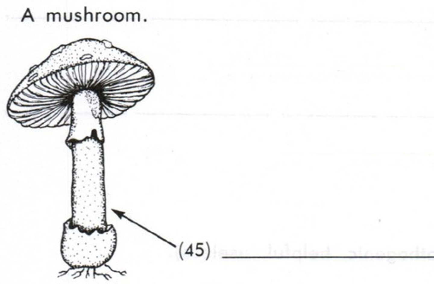 <p>the upright portion that supports the cap</p>