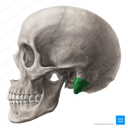 <p>bottom part of the temporal bone the juts out</p>