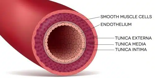 <ul><li><p>Tunica intima - A think layer of elastic tissue which allows the wall to stretch and then recoil to help maintain high blood pressure</p></li><li><p>Tunica media - A thick layer of smooth muscle</p></li><li><p>Tunica Adventitia - A thick layer of collagen and elastic tissue. This provides strength to withstand high pressure and recoil to maintain the pressure</p></li></ul>