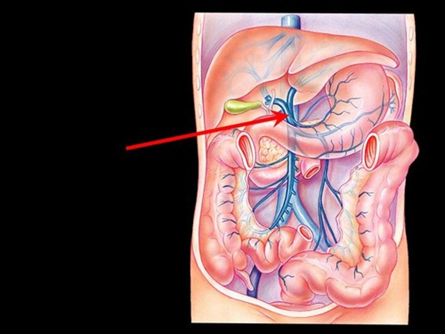 <p>Area drained: Liver</p><p>Drains into: Inferior vena cava</p><p>Relationship: Transports deoxygenated blood back to the inferior vena cava after being detoxified by the liver</p>