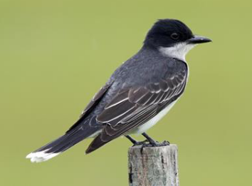 <p>What family is this species from</p>