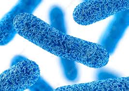 <ul><li><p>1 of the 6 basic morphological structures of bacteria</p></li><li><p>Staff - long shaped </p></li></ul><p></p>