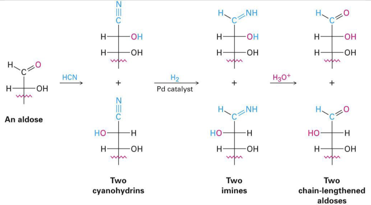 <p>kiliani-fischer synthesis, adds a C </p>
