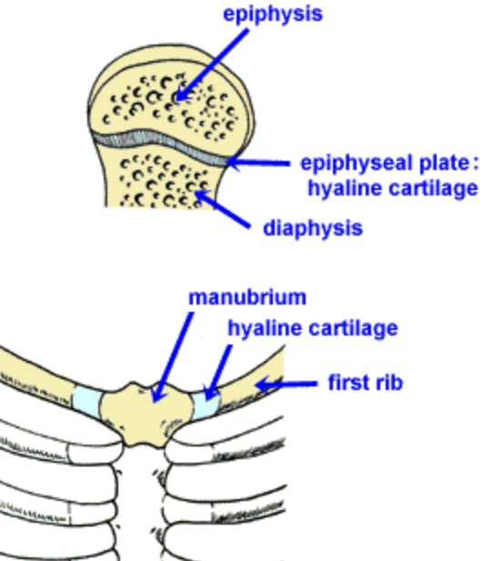 <p>Epiphyseal plates (long bone), 1st rib, and manubrium.</p>