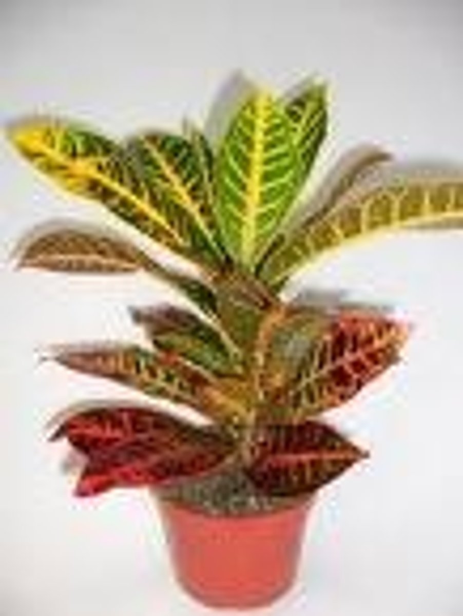 <p>Codiaeum variegatum pictum</p>