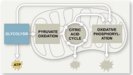 <p>occurs whether or not O2 is present</p>