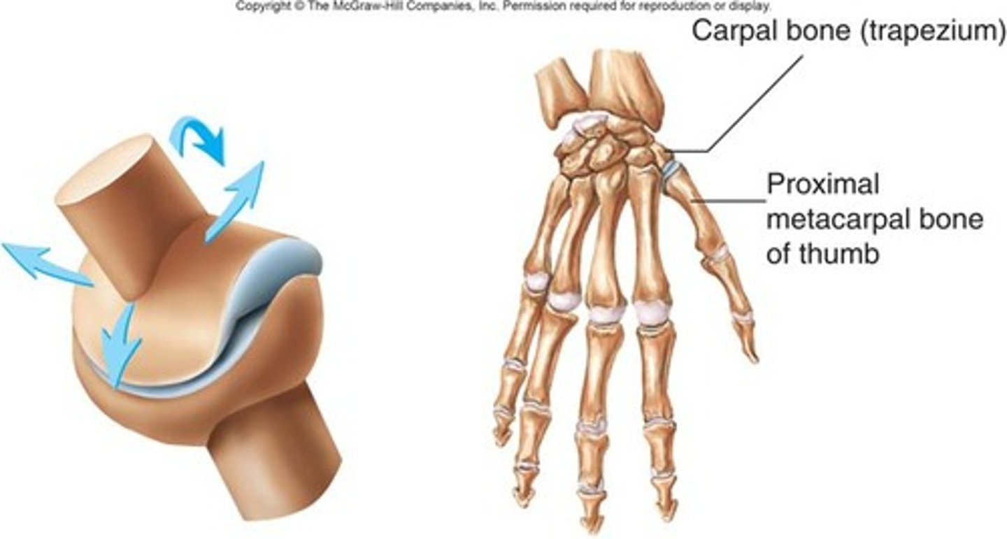 <p>a convex surface which fits into a concavity, movements- medial/lateral, anterior/posterior, Ex: carpometacarpal joint of the first digit</p>