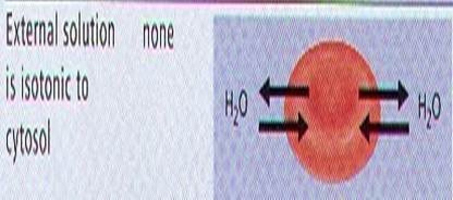 <p>a solution whose solute concentration equals that inside a cell; the cell will not change</p>