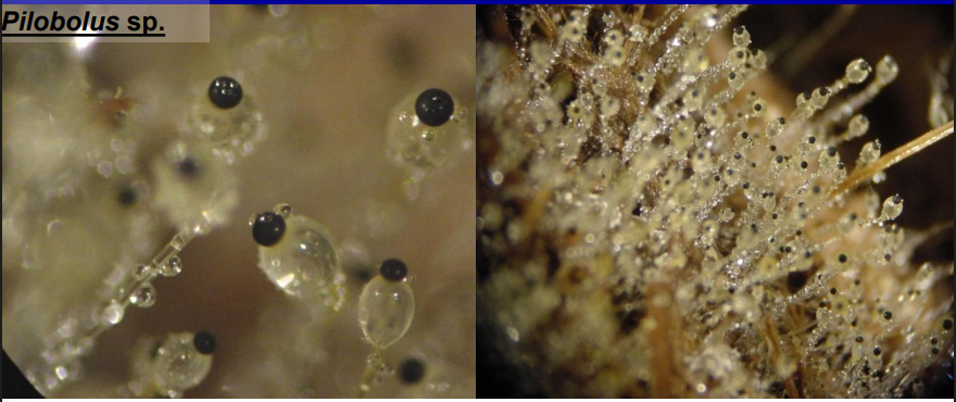 <p>-pospolity grzyb koprofilny (kupy roślinożerców)<br>-zarodnie trwałe, grubościenne (odrzucane aktywnie - ciśnienie hydrostatyczne spowodowane ogrzaniem kupy)<br>-sporangiofory fototroficzne</p>