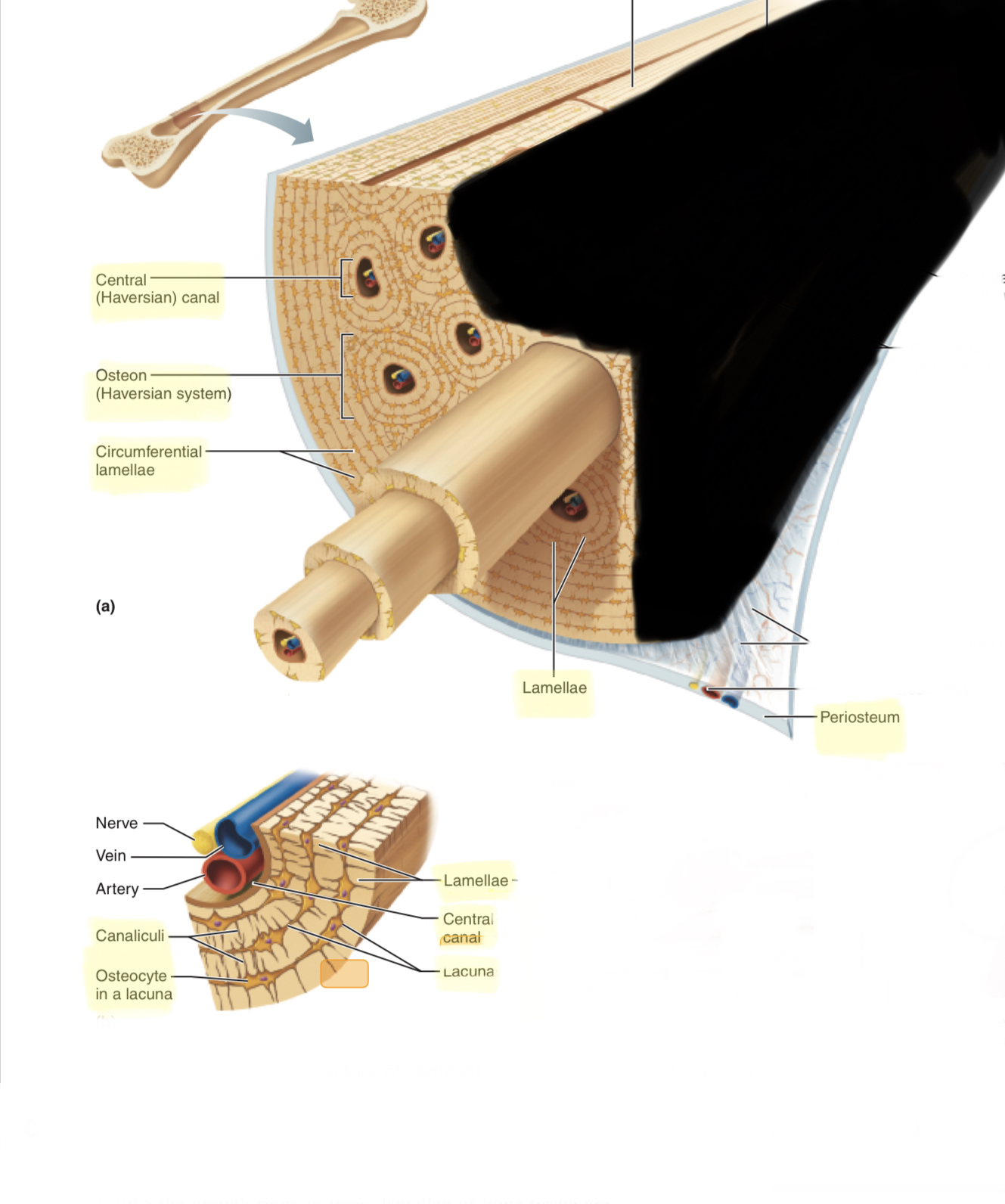 <p>Spongy bone</p>
