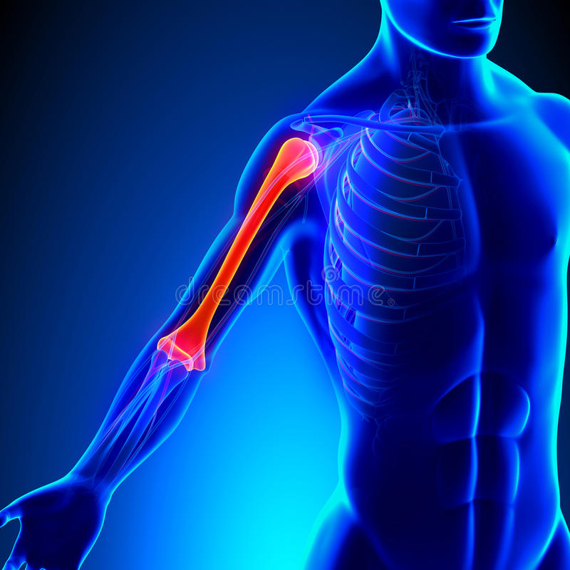 What bone is highlighted?