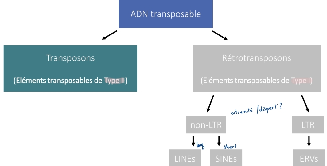 <p>Type I = rétrotransposons</p><p class="has-focus">copier-coller<br>Type II = transposons</p><p class="has-focus">couper-coller</p>