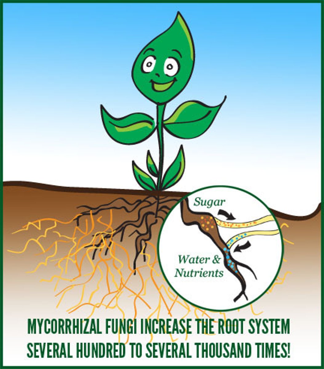 <p>Fungi that grow with the roots of a plant in a mainly symbiotic relationship</p>