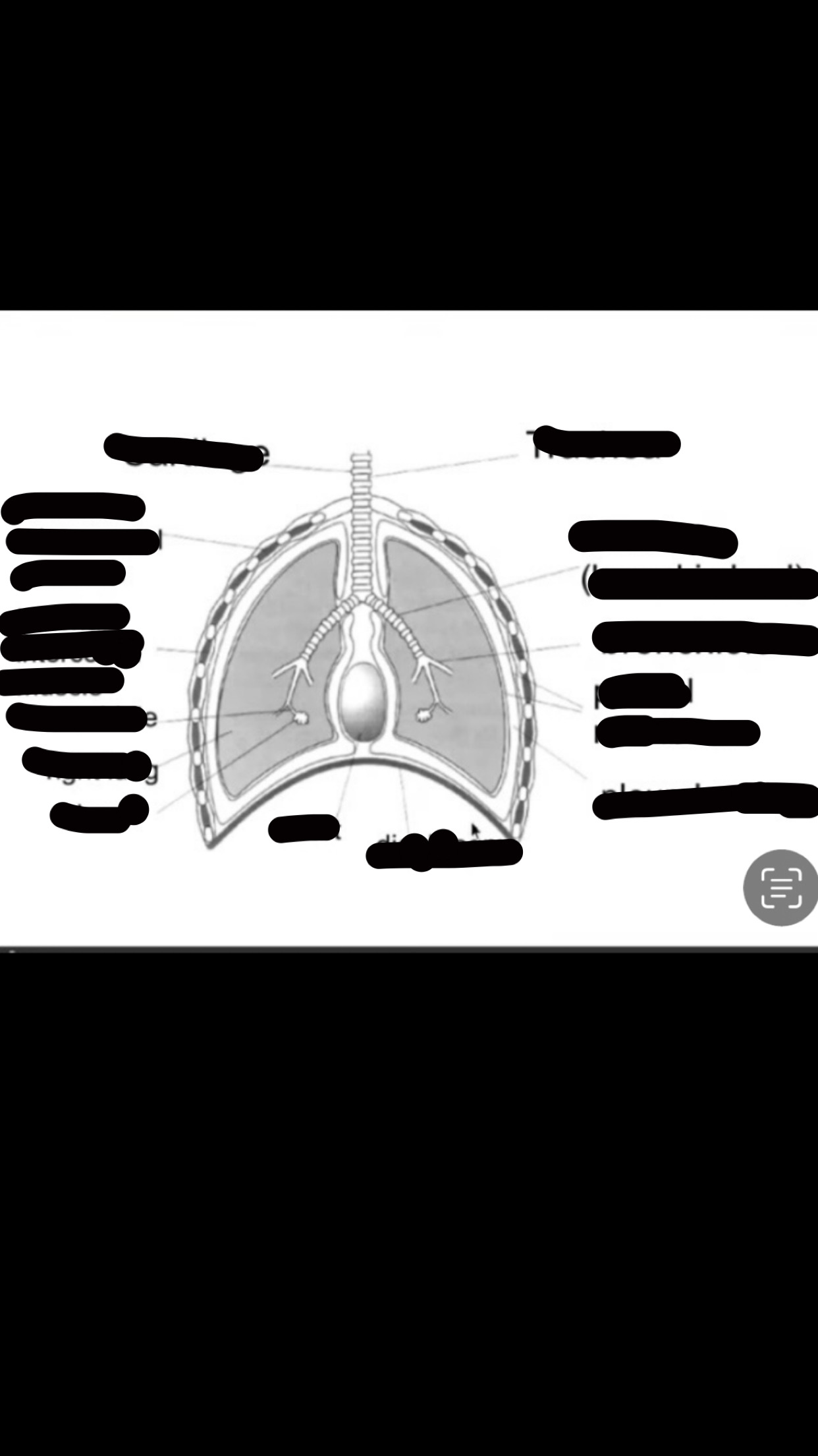 <p>label the structure of the mammalian gas exchange system</p>