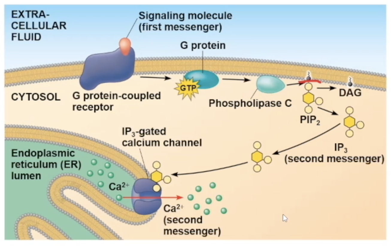 <ol><li><p>signal molecule attaches to receptor</p></li><li><p>receptor goes through a conformational change and will interact with G protein</p></li><li><p>interaction with G protein causes it to lose its GDP nad gain GTP, causing it to be mobile and travel to phospholipase C</p></li><li><p>phospholipase C activates, cuts PIP2 molecule creating IP3 molecule (the second messenger)</p></li><li><p>IP3 diffuses to a gated calcium channel and binds to it. the binding opens the channel</p></li><li><p>The channel opening allows the Ca2+ ions inside the ER to travel out to the cytosol</p></li><li><p>The ions can bind to many different protein types, and depending on what it bind to cause a specific cellular response</p></li></ol><p></p>
