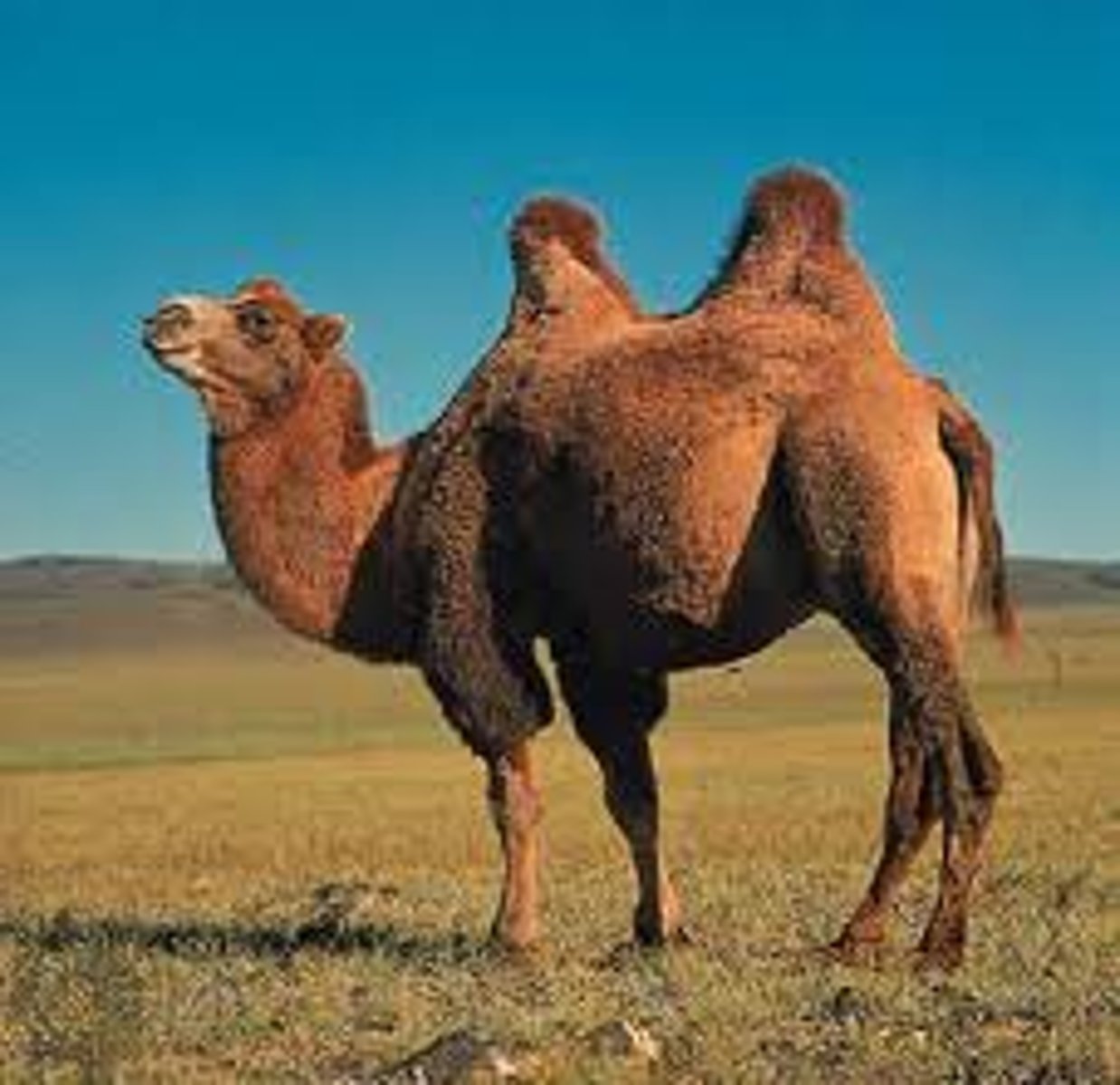 <p>camel</p>
