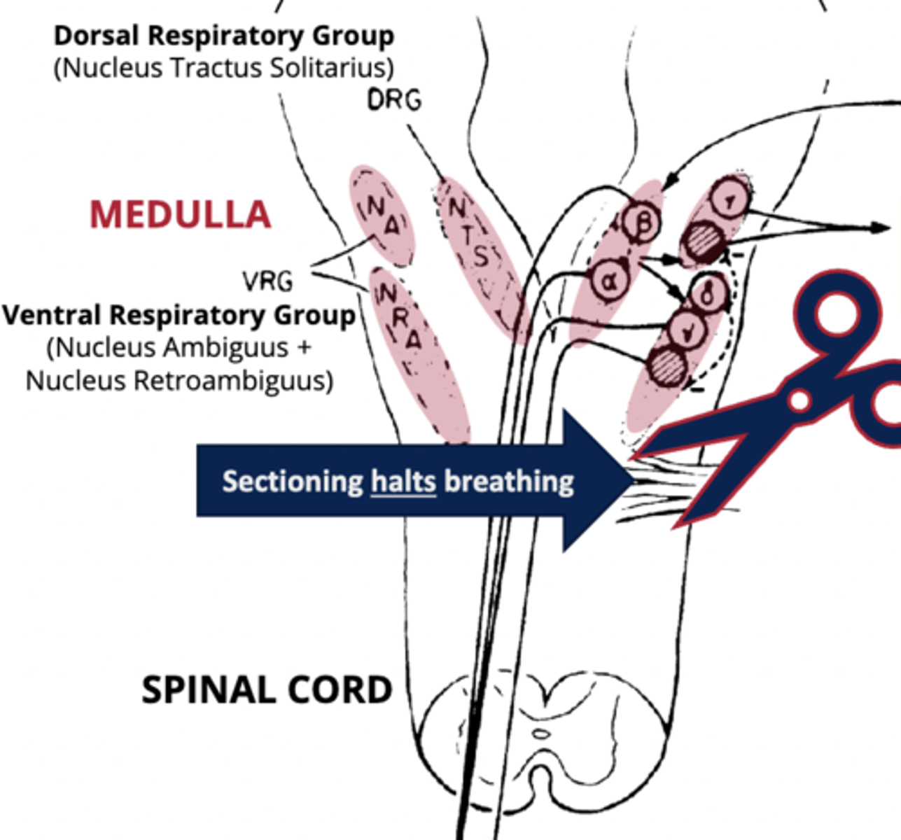 <p>Initiates inspiration</p><p>-Receives input from chemoreceptors and pulmonary stretch receptors.</p><p>- primarily comprises the nucleus tractus solitarius.</p><p>- Vagal + glossopharyngeal input (includes pulmonary afferents)</p>