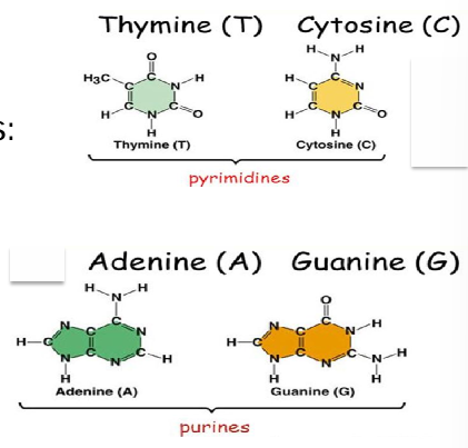 <p>pyrimidines: single ring base</p><p>purines: double ring base</p><p>complimentary binding patterns: cytosine and guanine (3 hydrogen bonds), adenine and thymine (2 hydrogen bonds)</p>