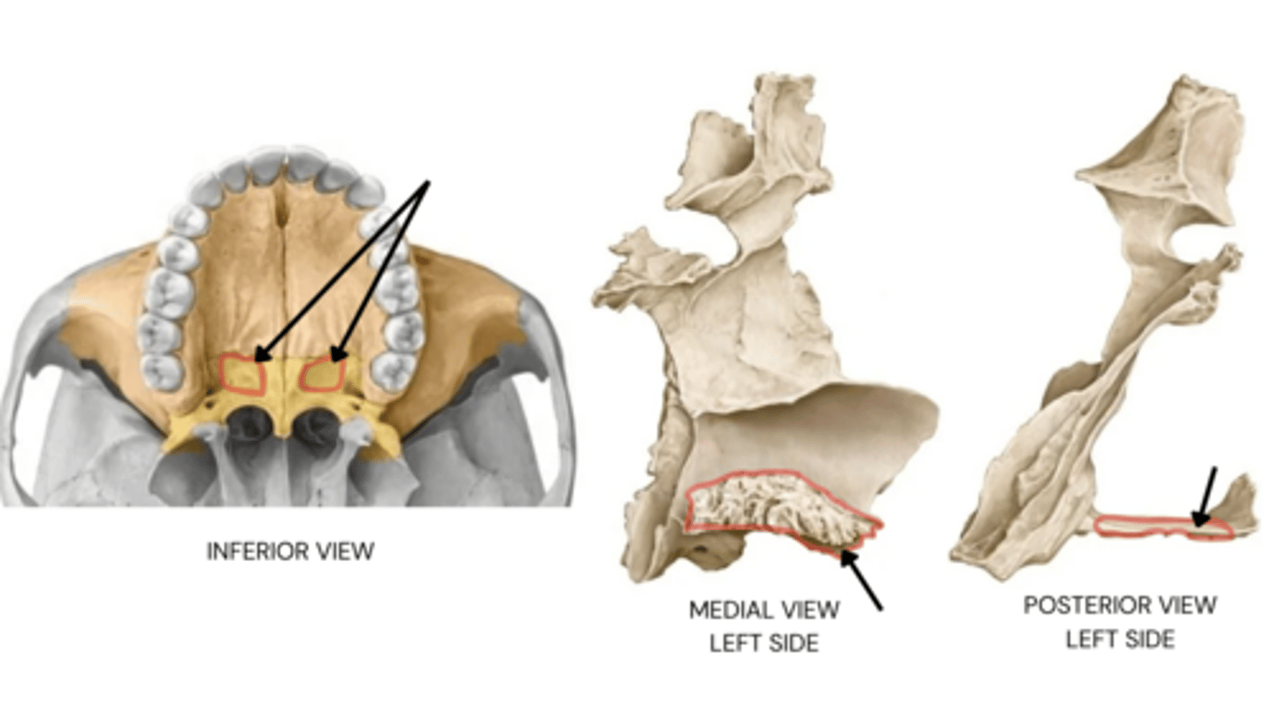 knowt flashcard image