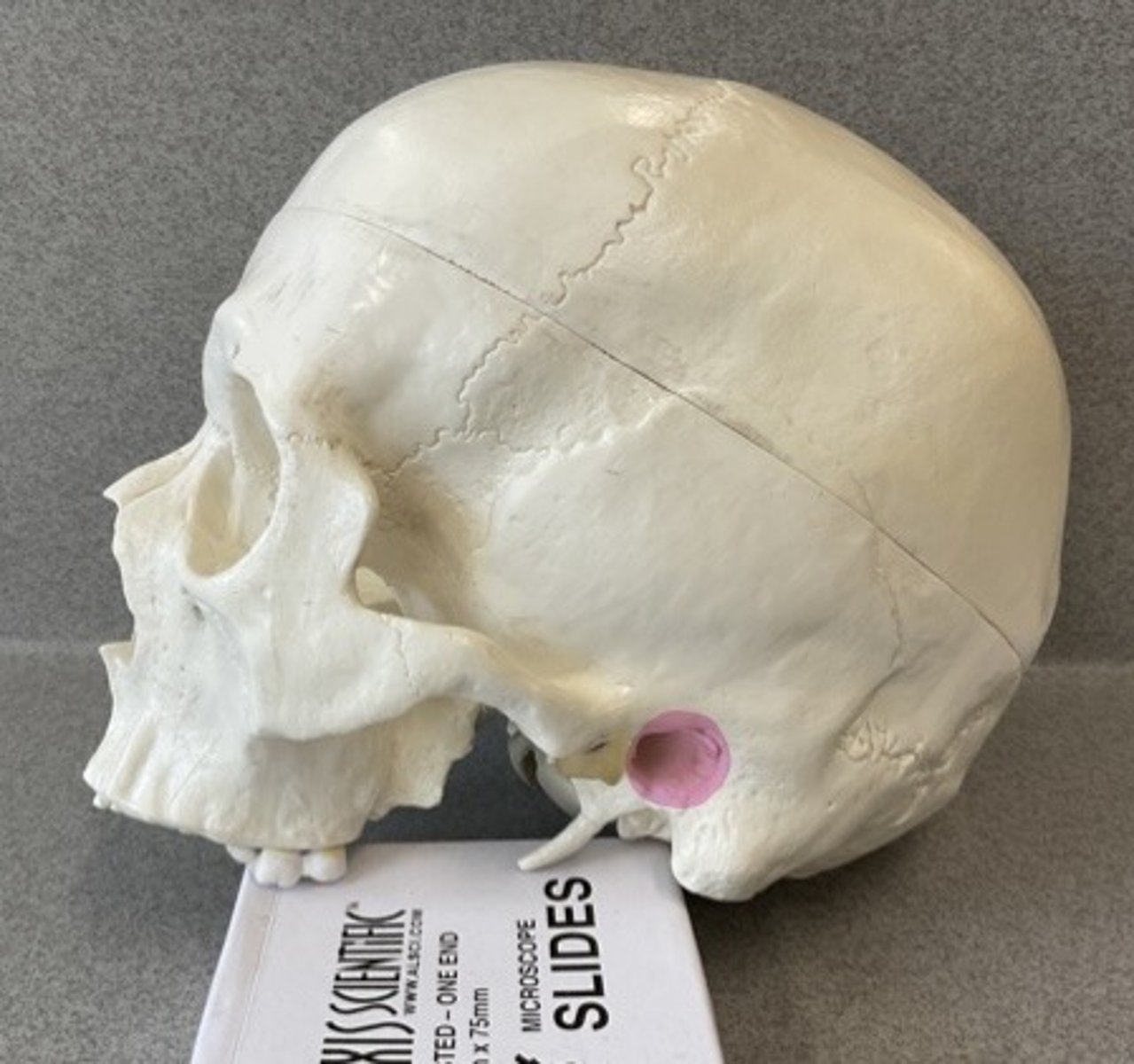 knowt flashcard image