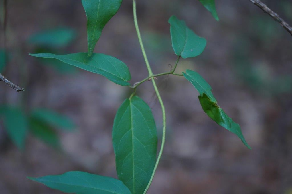 <p><em>Bignonia capreolata</em></p>