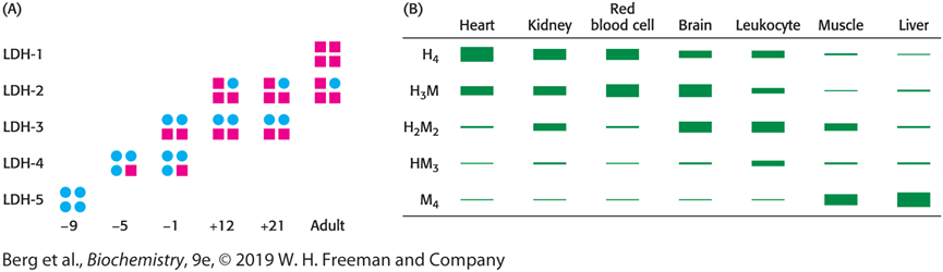 <p>LDH has two different isozymes</p><p class="MsoNormal">Can be combination of both H and M</p><p class="MsoNormal">Every cell has different LDH requirements</p>