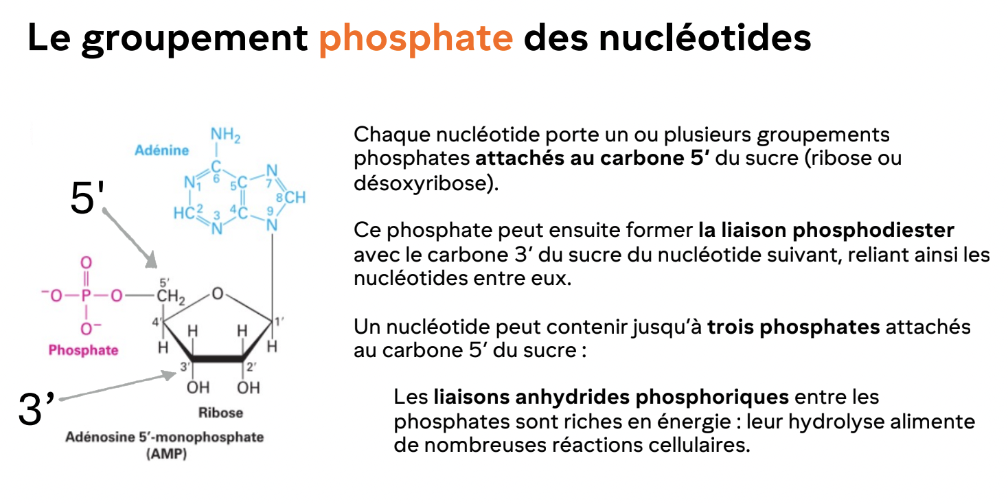 <ul><li><p>Liaison reliant le phosphate en 5’ d’un nucléotide au OH en 3’ du suivant.</p></li><li><p>Donne un brin orienté: 5’ à 3’</p></li></ul><p></p>