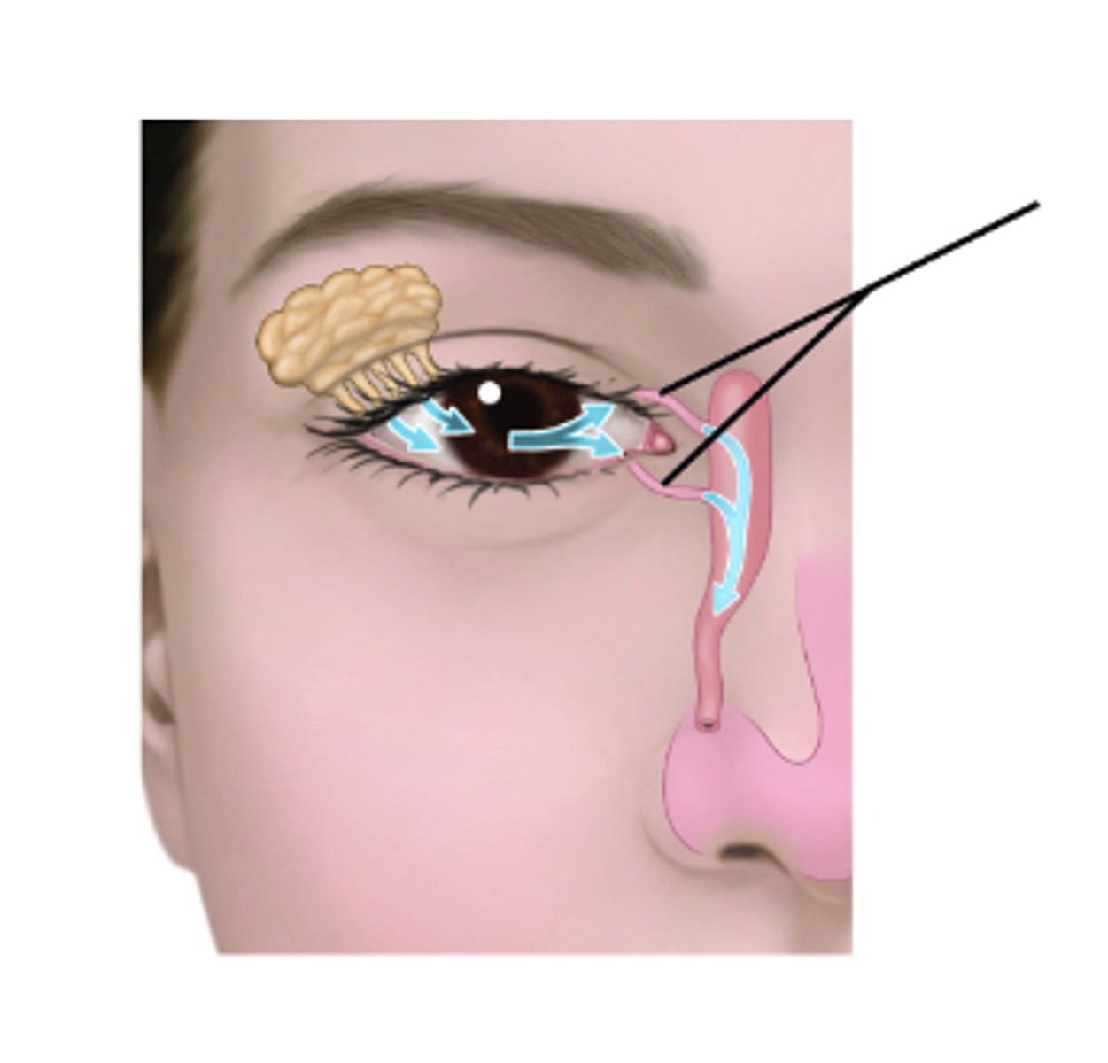 <p>Identify structures.</p>