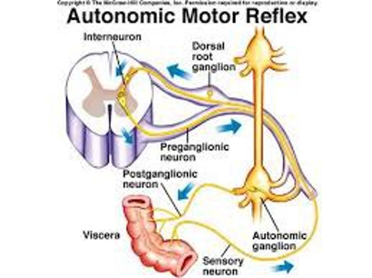 <p>regulate the activity of smooth muscles, the heart, and glands</p>