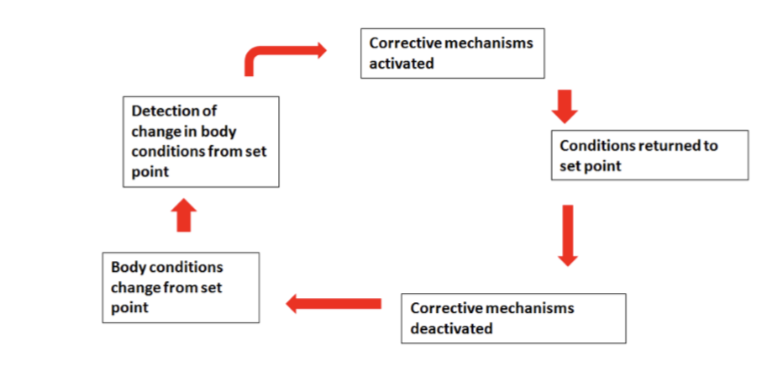 <p>Homeostasis is the property of an open system, especially living organisms, to regulate its internal environment to maintain a stable, constant condition by means of multiple feedback controls, regardless of the external conditions.</p><ul><li><p>controlled by feedback loops</p></li></ul><p></p>