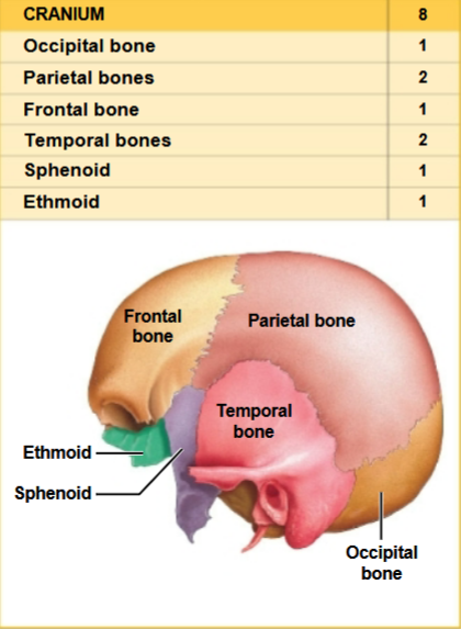 <p>8 bones in total</p><ul><li><p>Only the parietal and temporal bones are <strong>paired</strong></p></li></ul><p></p>