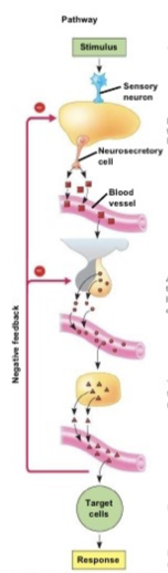 <p>Thyrotropin releasing hormone (TRH) from hypothalamus </p>