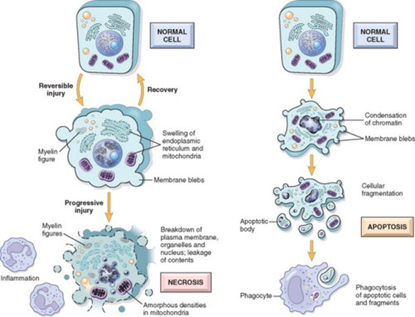 <p>Necrosis: bad, damage to nearby cells caused by lysis</p><p>Apoptosis: good; for normal functioning of cell. Cell shrinkage, caspase activation,</p>