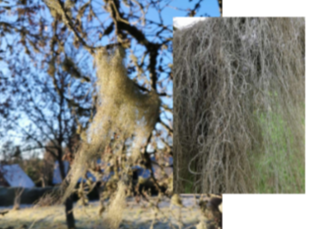 <p>Habitat: Träd. Hänger från grenar.</p><p>Övrigt: En lav består av en svamp och en alg i ett mutualistiskt förhållande. De har fotosyntes och är producenter. </p>