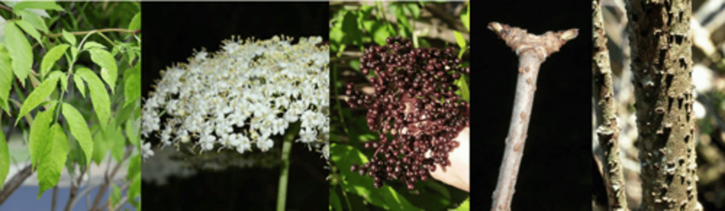 <p>Leaves: opposite, pinnately compound, up to 11 narrow leaflets, stays green late into the fall. </p><p>Twigs: tips are frequently dead, light brown warty lenticels; pith white, very large. </p><p>Buds: terminal buds lacking. </p><p>Fruit: purple-black berry, borne in broad cymose (flat-topped determinate inflorescence w/ outside flowers opening last)-structures, edible. </p><p>Form/Silvics: A riparian species which can stand some flooding. Shrubby nature, growth in clumps, early death of stems, reproduces from root sprouts.</p>