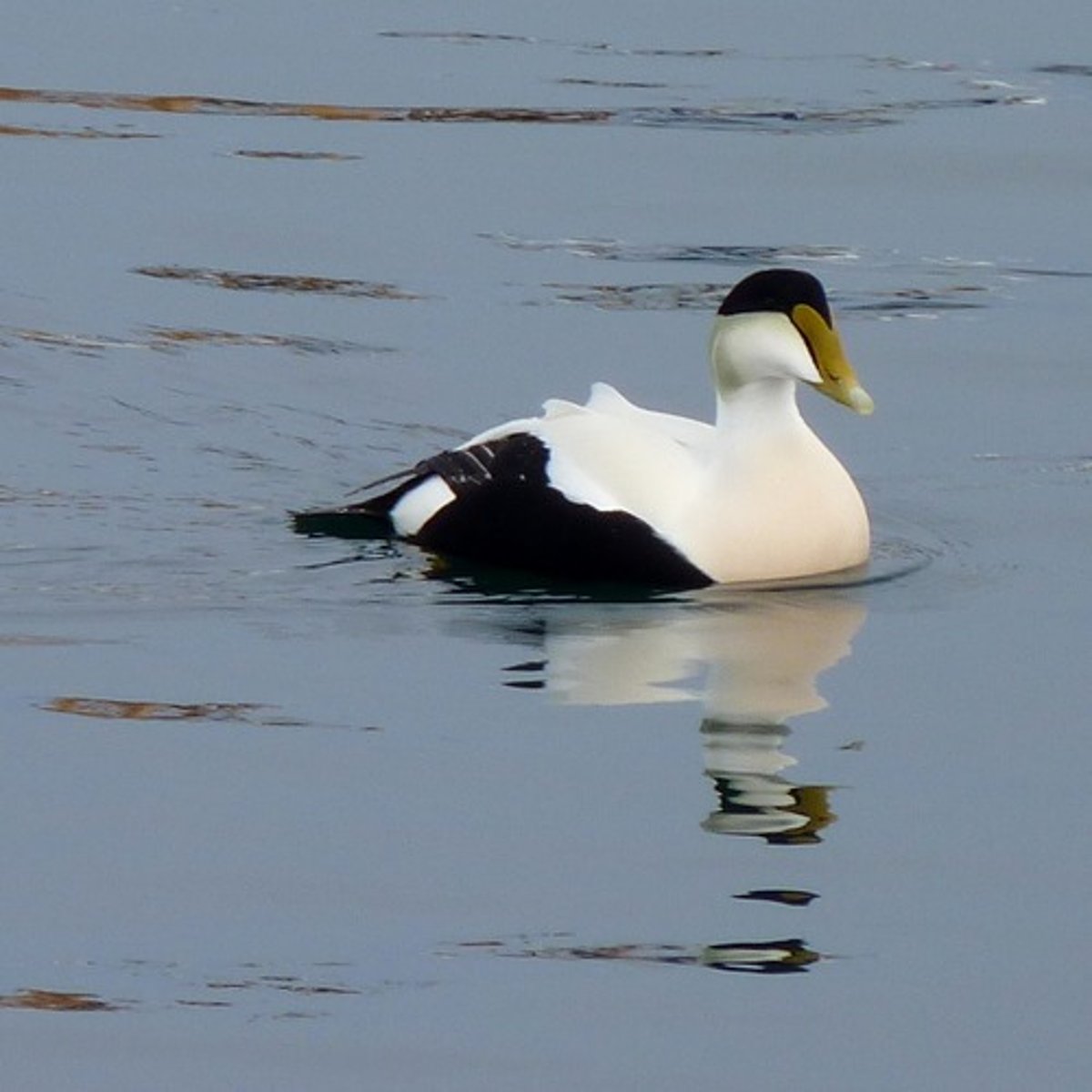 <p>c<span style="background-color: transparent;">olonial nesters in large groups- breed in islands off the coast; carnivore- DO NOT NEST UNTIL 3 YEARS, PROBLEMSOME</span></p>