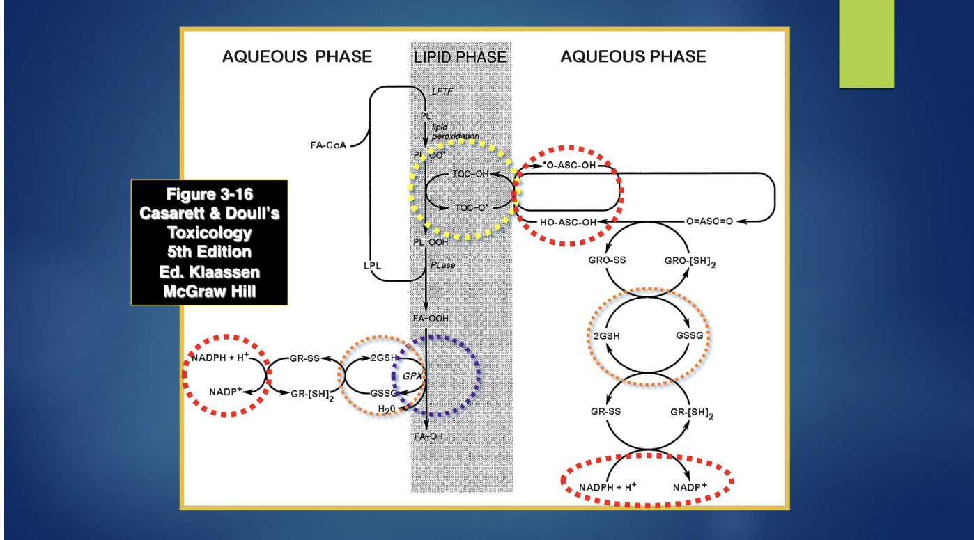 <p>There are several vitamins and minerals involved in protecting the cell membrane (see figure below).</p><ul><li><p>Niacin (NADPH,H+)</p></li><li><p>Riboflavin (FAD cofactor)</p></li><li><p>Vitamin C</p></li><li><p>Vitamin E</p></li><li><p>Sulfur (glutathione)</p></li><li><p>Selenium (glutathione peroxidase)</p></li></ul><p>Each of these, work together to pass electrons and hydrogens to oxidized fatty acids (PLOO•-and PLOOH; phospolipid containing fatty acid radicals) in the membrane to neutralize them to fatty acid alcohols for removal/repair so that there is not a propagation of oxidation in the lipids of the cell membrane.  The latter would lead to necrotic cell death.</p><p></p><p>Figure key:</p><ul><li><p>Circles denote where vitamins and minerals play a role in this process.</p></li><li><p><em>Vitamin/vitamin containing components</em></p><ul><li><p><u><strong>NADPH,H+</strong></u> = Nicotinamide adenine dinucleotide phosphate (contains niacin) – provides electrons to power the antioxidant process (i.e., generally to allow recovery of the antioxidants – glutathione, vitamin E and vitamin C after neutralization of an oxidant)</p></li><li><p><u><strong>ASC</strong></u> = ascorbate (vitamin C) – shown in figure above in various states of oxidation</p></li><li><p><u><strong>TOC</strong></u> = vitamin E - shown in figure above in various states of oxidation</p></li></ul></li><li><p><em>Mineral containing components</em></p><ul><li><p>GSH = glutathione – contains sulfur</p></li><li><p>GSSG = dimerized oxidized glutathione - contains sulfur</p></li></ul></li><li><p><em>Enzymes</em></p><ul><li><p>GR-SS/GR-[SH] 2 = glutathione reductase (oxidized/reduced) enzyme</p><ul><li><p>Cofactor FAD (flavin adenine dinucleotide) = riboflavin (vitamin) containing</p></li></ul></li><li><p>Plase = phospholipase – clips damaged fatty acid from the membrane</p></li><li><p>GPX = glutathione peroxidase (selenium containing)</p></li><li><p>GRO-SS/GRO-[SH]2 = glutathione oxidoreductase</p><ul><li><p>Cofactor FAD (flavin adenine dinucleotide) = riboflavin (vitamin) containing</p></li></ul></li></ul></li></ul>