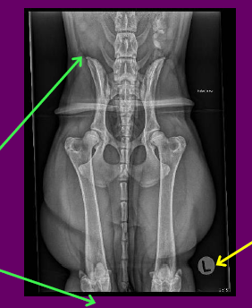 POSITIONING
•No rotation of the pelvis evident by symmetry of the ilium and obturator foramen
•The left femur is extended well with the patella nicely centred over the distal femur
• The right femur is slightly adducted and internally rotated as the patella is sitting medially over the distal femur
ANATOMY
•Not all anatomy required is included
•CRANIAL Ilium
•CAUDAL Stifle joint **MISSING*
•LATERALLY Skin margins
LABELLING
•Correct marker
•Placed in appropriate location