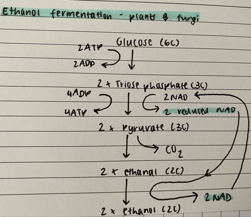 anaerobic respiration in plants & fungi.
reduced NAD is oxidised so glycolysis can continue.